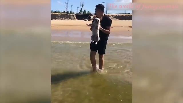 Новая подборка с приколами от котов и собак 2021