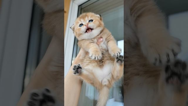 Video.Guru_20231108_132317173.mp4