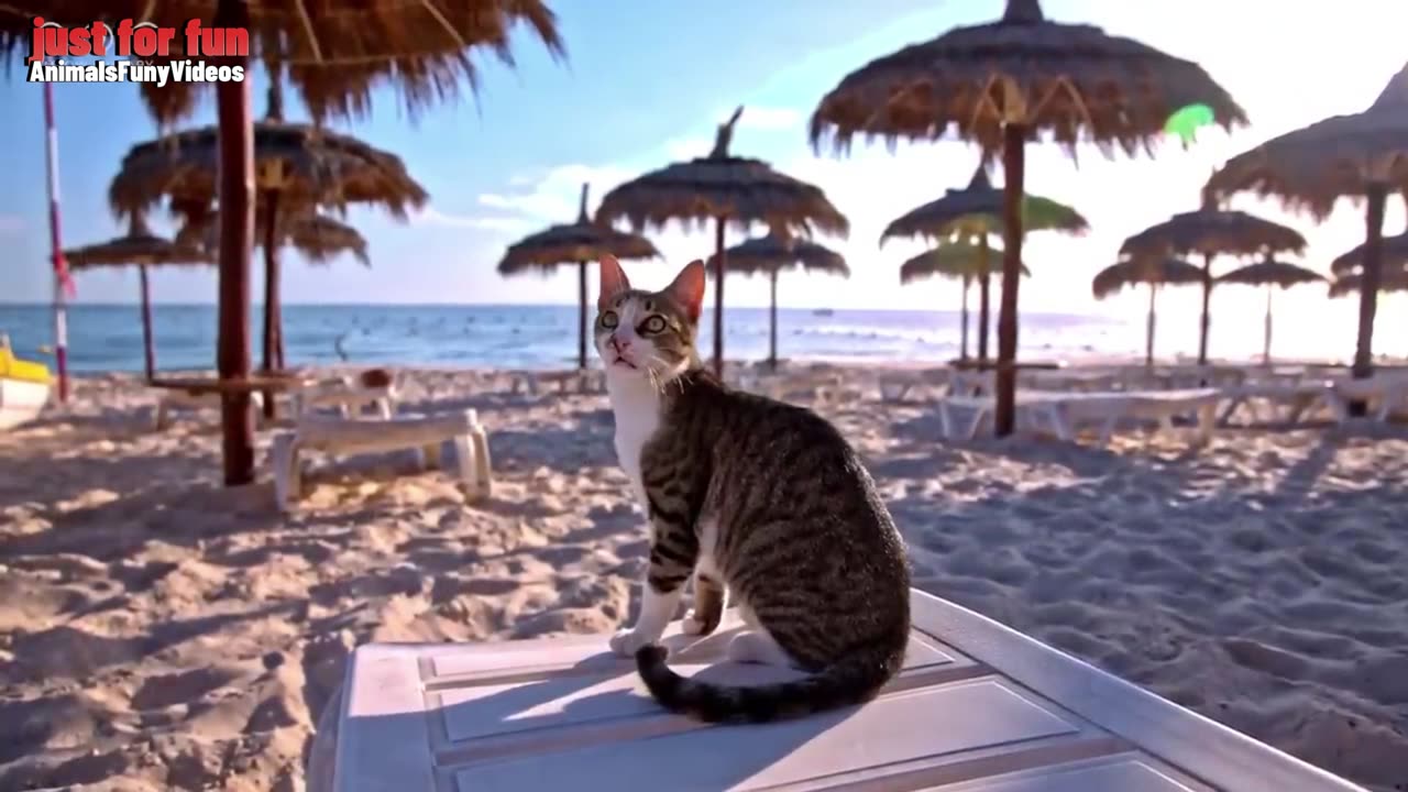 67ada7645f3ecae9df0efd3e82d03517