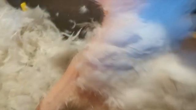 Как правильно ощипать гуся и подготовить его для продажи?!  Часть 1. 