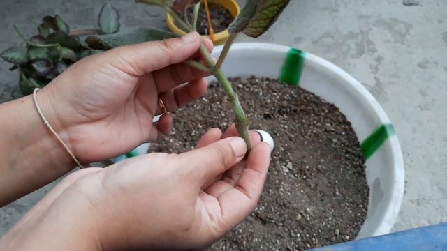 How To Propagate Episcia Plant
