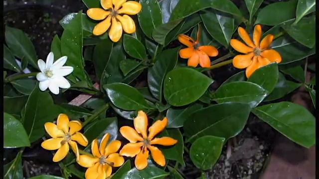 Gardenia - Queen Of Aroma