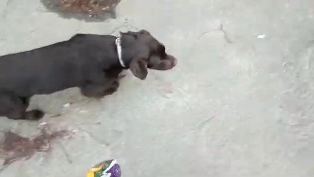 Дрессировка и забавные игры с лабрадором