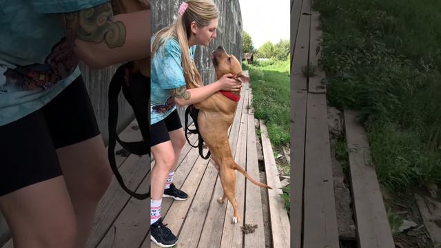 Собачка из Шереметьевского приюта Сильверин