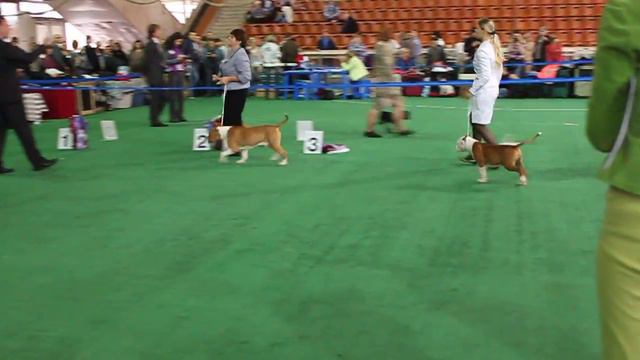 Россия 2009 (Моно Аст) Бейби кобели