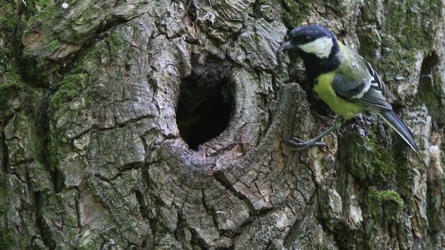 Синица Б 160527 1 в дупле Подлетела покормила улетела