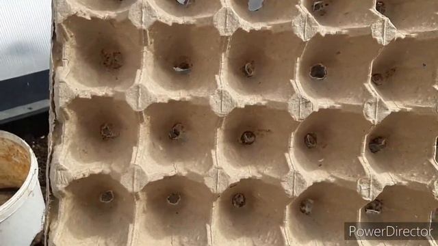 Один из способов посадки ранней редиски ?.