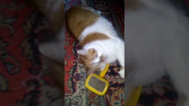 C9deed0f0c25dd63d84b11c73fada002