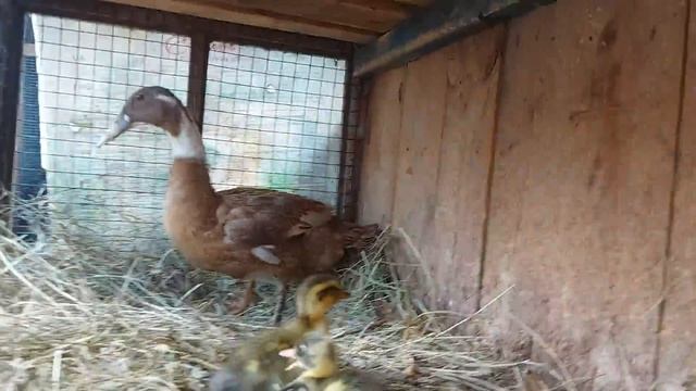 индийский бегунок вывела утят продал поросят