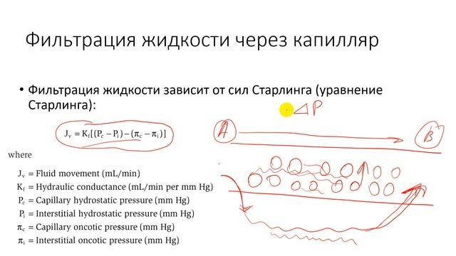 Физиология. Глава 3. Сердечно-сосудистая система. Микроциркуляция и лимфатическая система