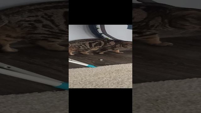 3ca0ca81389e248e5dce56684a99b5ca