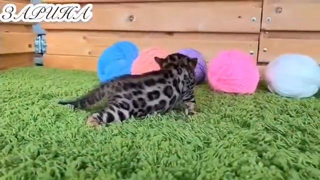 Зарина бенгальские котята Екатеринбург