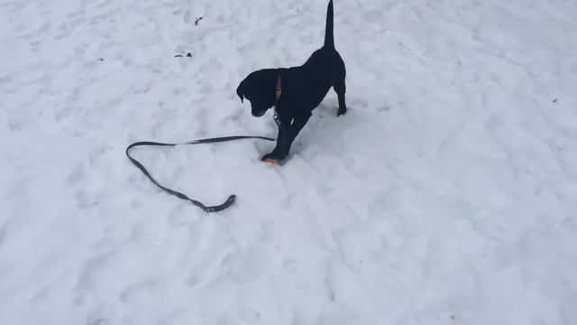 Лабрадор Черника 4 месяца