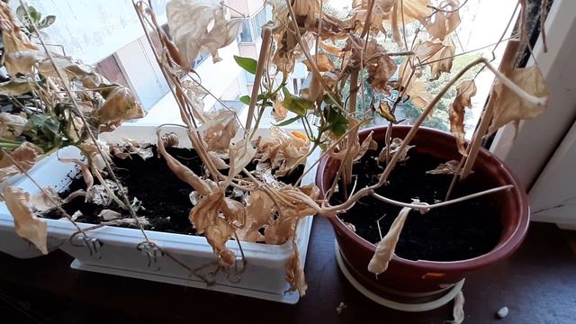 🌼🌼🌼ЭТО ПРОВАЛ!🐛 МОЙ ОГОРОДИК НА БАЛКОНЕ СЪЕЛА ЖАРА И МОШКИ 🌞ПОКАЗЫВАЮ ЧТО ОСТАЛОСЬ🍓