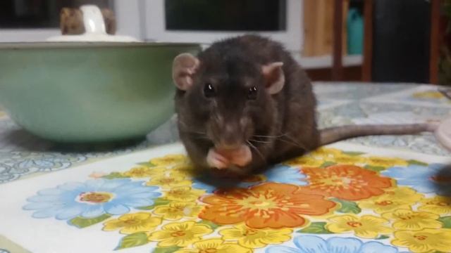 Крыса Гриша уплетает кусочек сыра