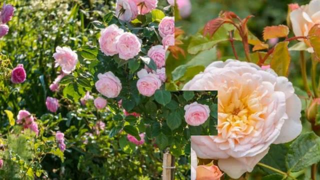 Англійські троянди Девіда Остіна