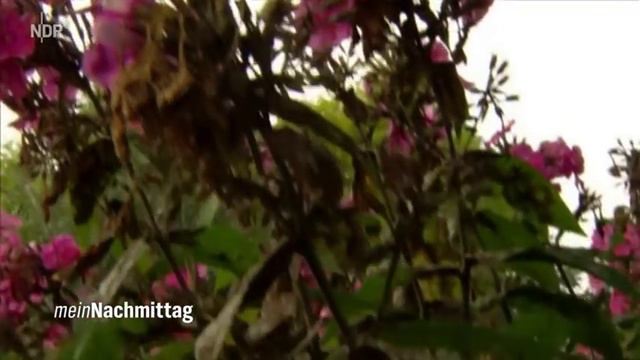 NDR Mein Nachmittag– Dauerblüher Für Den Spätsommer Sonnenhüte