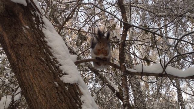 Белки играют на снегу и берут орехи с ладони, интересное видео про животных.