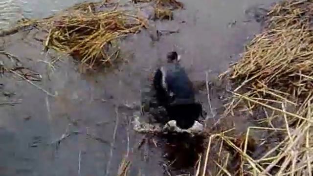 Охота с Лабрадором в Актюбинске