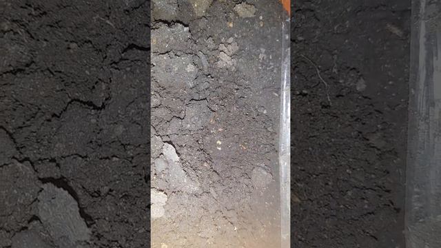 #РукоделиеотГалины Имбирь после посадки через месяц