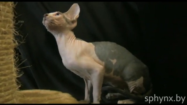 Нашла хозяев: Кошка канадского сфинкса = H-3 = от Sphynx-Energy				