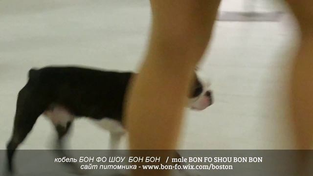БОН ФО ШОУ БОН БОН  (Тоби) 15 месяцев