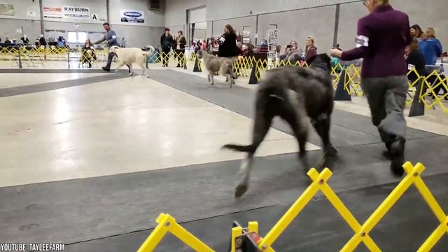 Irish Wolfhound Dog Breed 10 Facts You Should Know/ Amazing Dogs