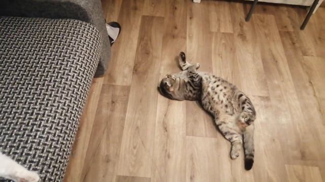 турецкая#Ангора#Белоснежка#vs#бенгал#британская вислоухая.