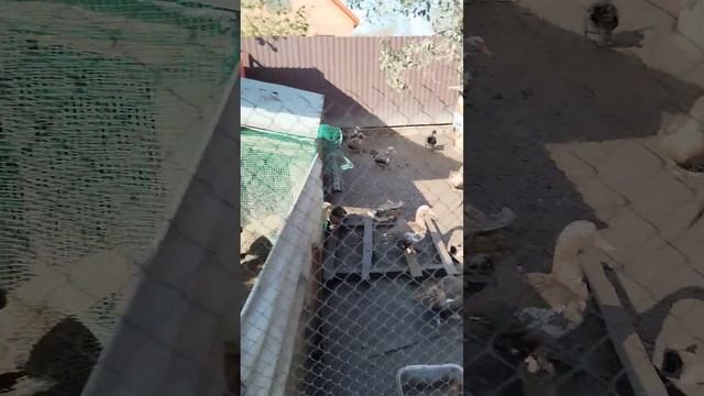 Куры после сильного ветра зачихали. Чем лечить?