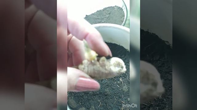 Комплексне заняття 