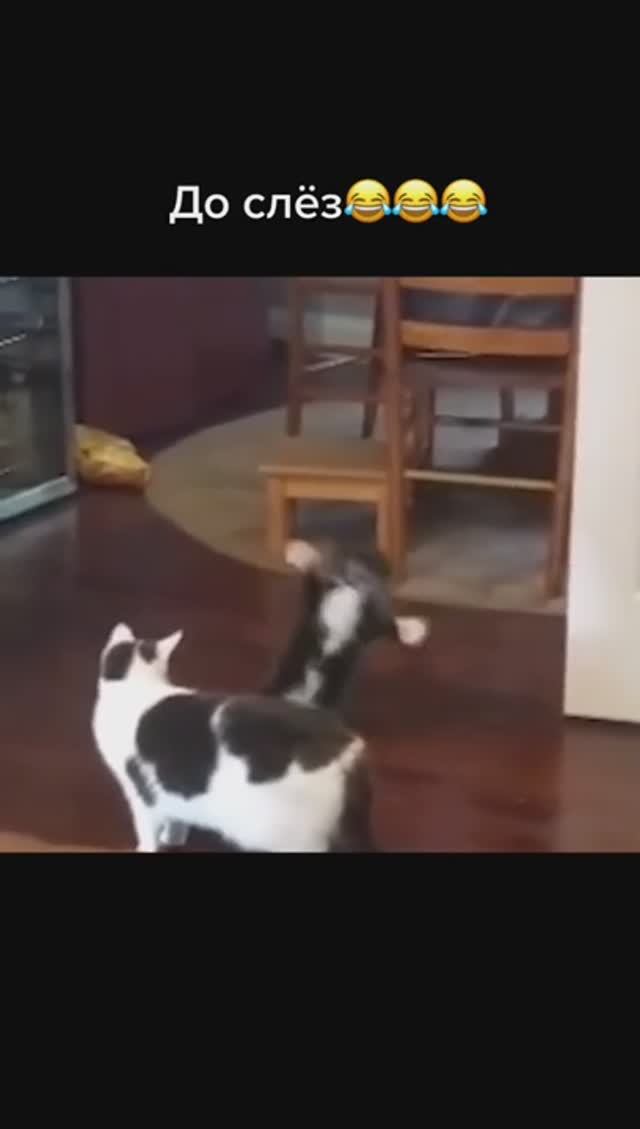 51355dd478efd53d98fe1fb7a14b2cdc