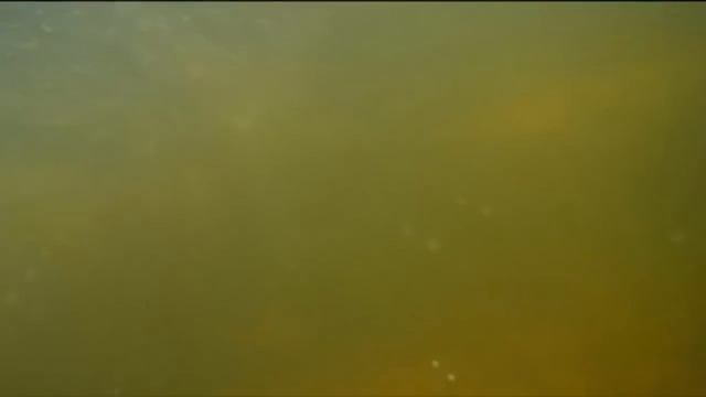 Ловля на макуху ДИКОГО САЗАНА. Рыбалка