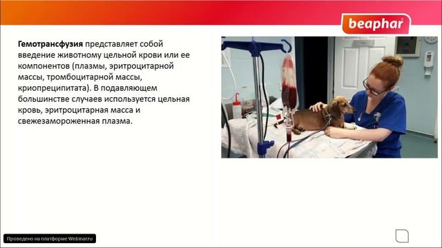 Группы крови собак и кошек