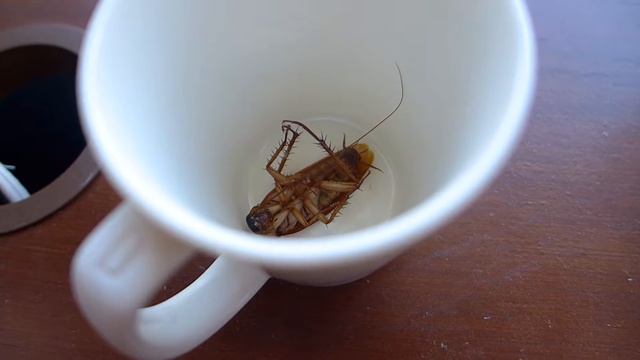 американский таракан