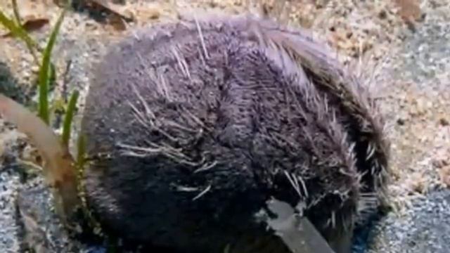 Sea Urchin Facts: 18 Facts About Sea Urchins