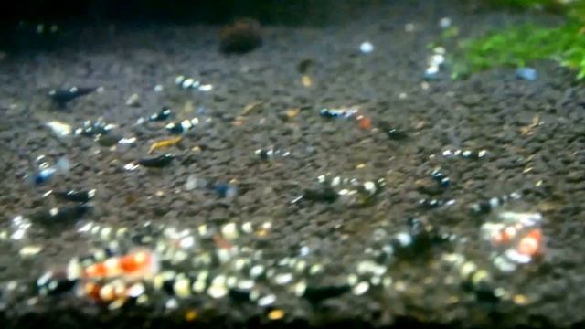 Креветки тайвань микс.