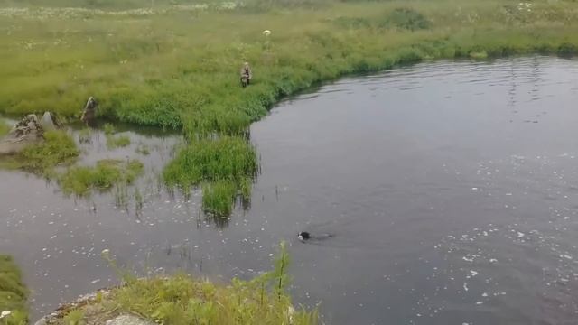 Русский охотничий спаниель.Натаска апортировочным предметом Крылья кряквы!!!