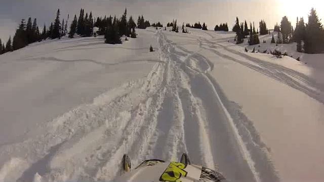 Елки бегают перед снегоходом!!!