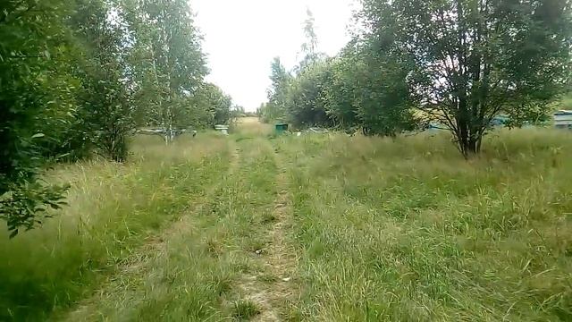 Пасека в лесу! Не мой день!