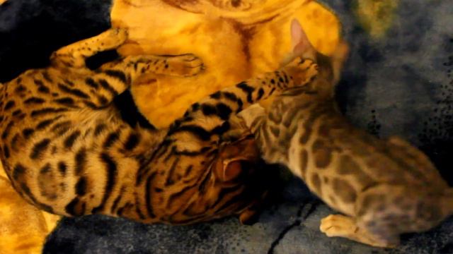 2 месячный бенгал атакует 2.MOV