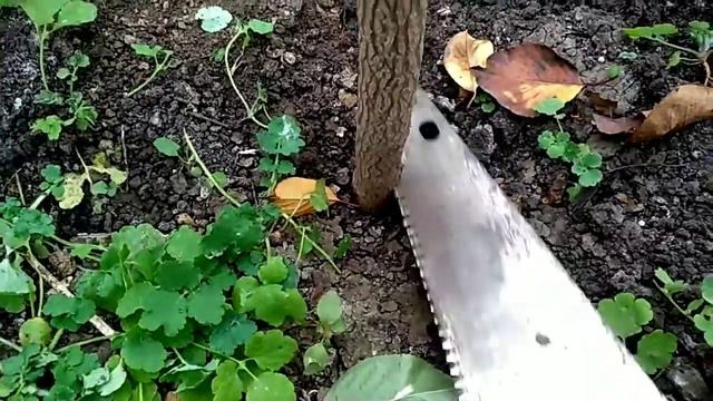 Павловния Pao Tong Z 07