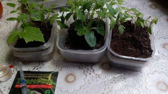 Сею баклажаны, обзор опытов