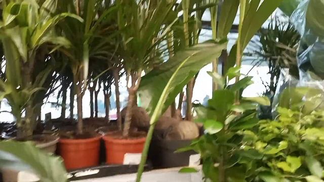 Леруа Мерлен.Цветы.