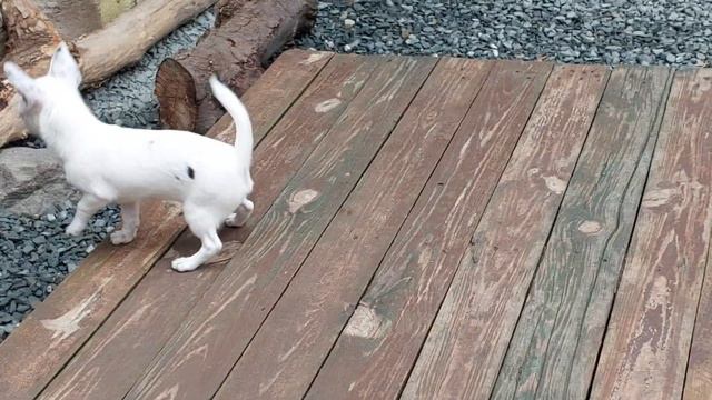 😢😢😢 грустный день в питомнике Кастропуло #влог #каждыйдень жизнь собак