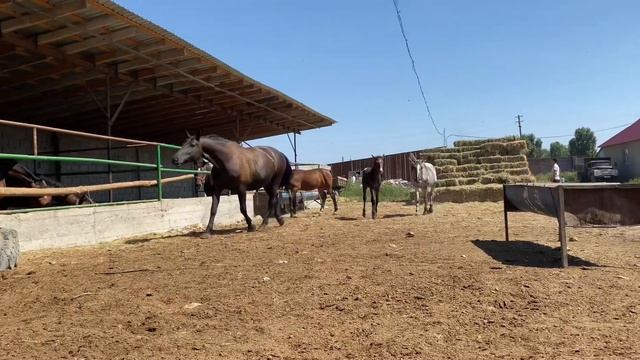 Кулунду бээлер