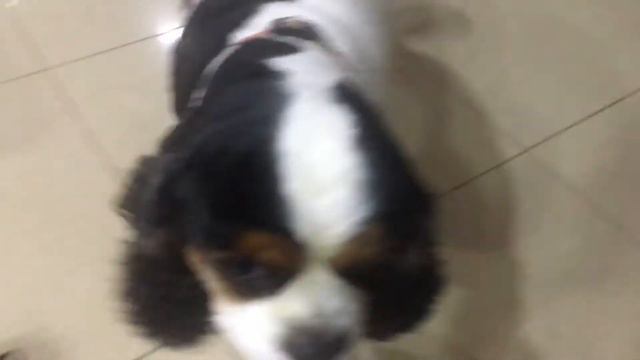 Собака Пастрижака✂️🐶