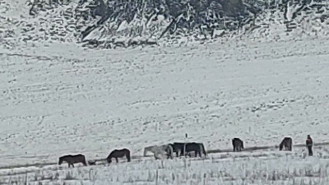 Алтай, Добрян и Ваня