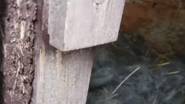 Кролиха перенашивает.