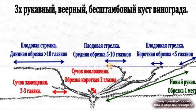 ? Длина обрезки винограда! От нее зависит урожай. Не ошибись. Обрезка длинная, средняя, короткая.