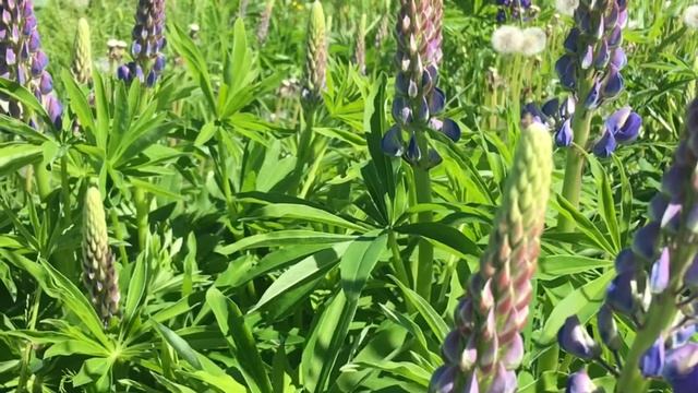 Люпины на даче / Пение птиц